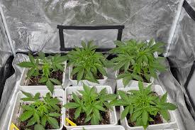 The Complete Guide to Weed Seeds NJ Cultivation, Strains, and Legal Considerations
